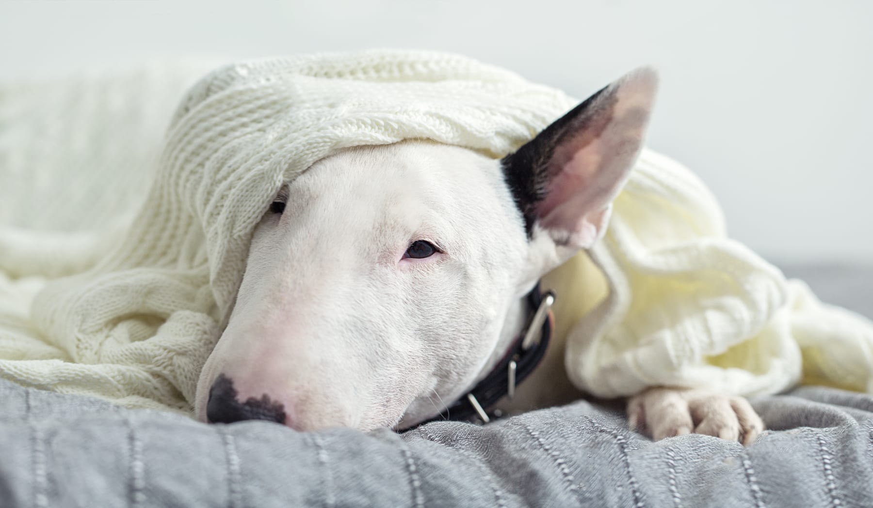 English bull terrier in blankets