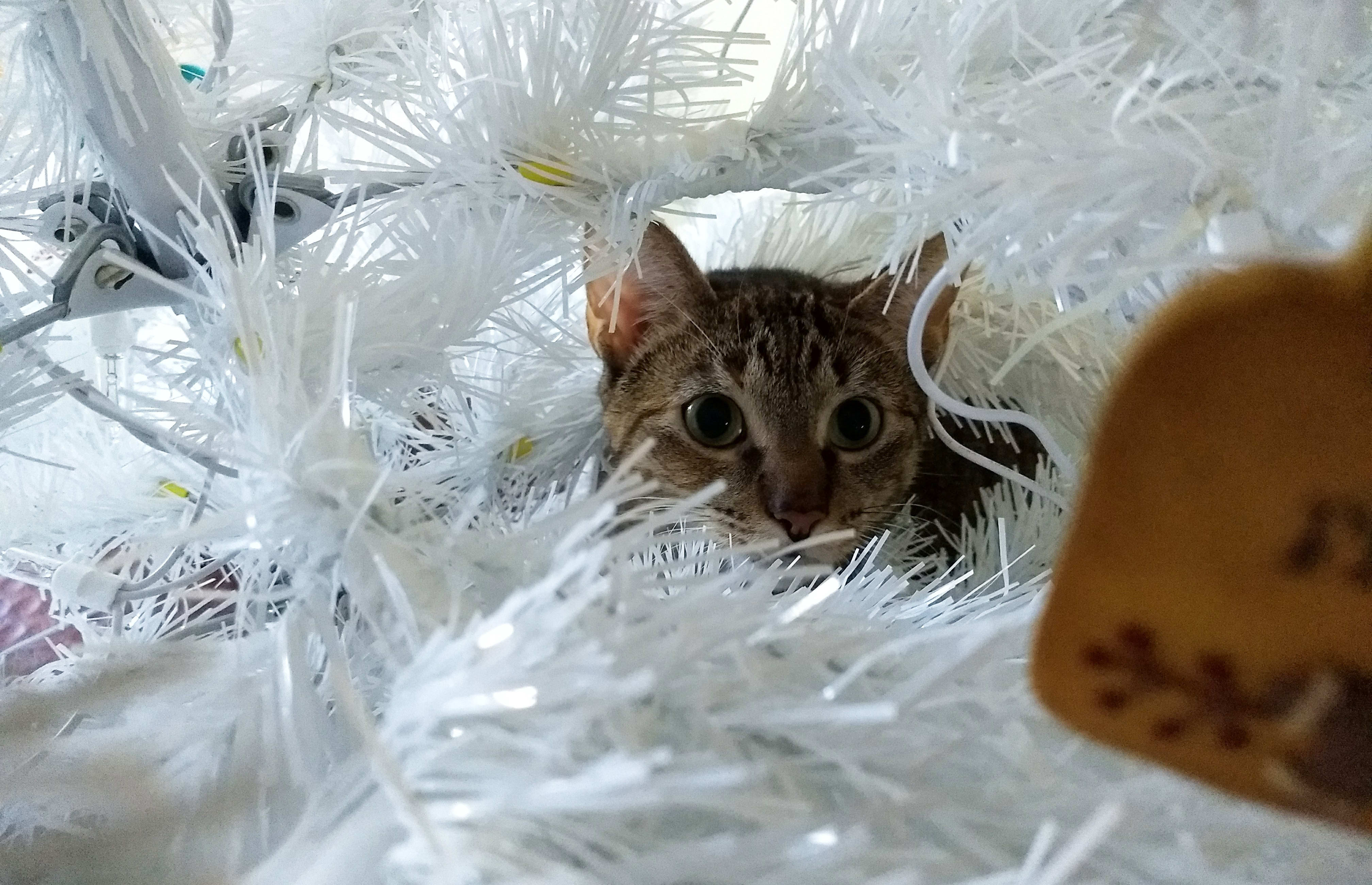 kitten christmas tree tail