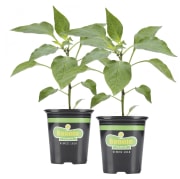 Bonnie Plants 19.3-oz. Jalapeno Pepper 2-Pack for $8 + free shipping w/ $35