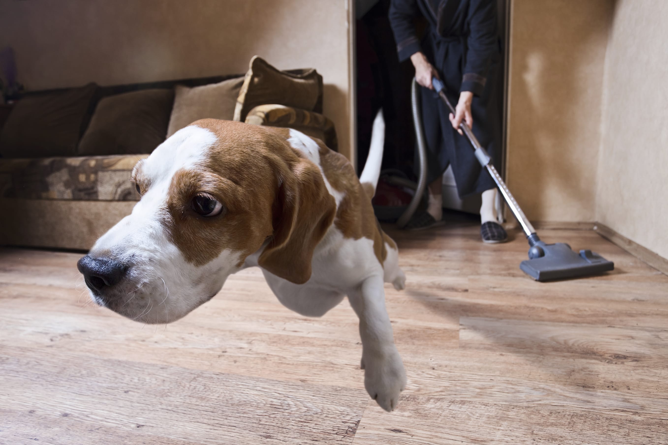 vacuum dog