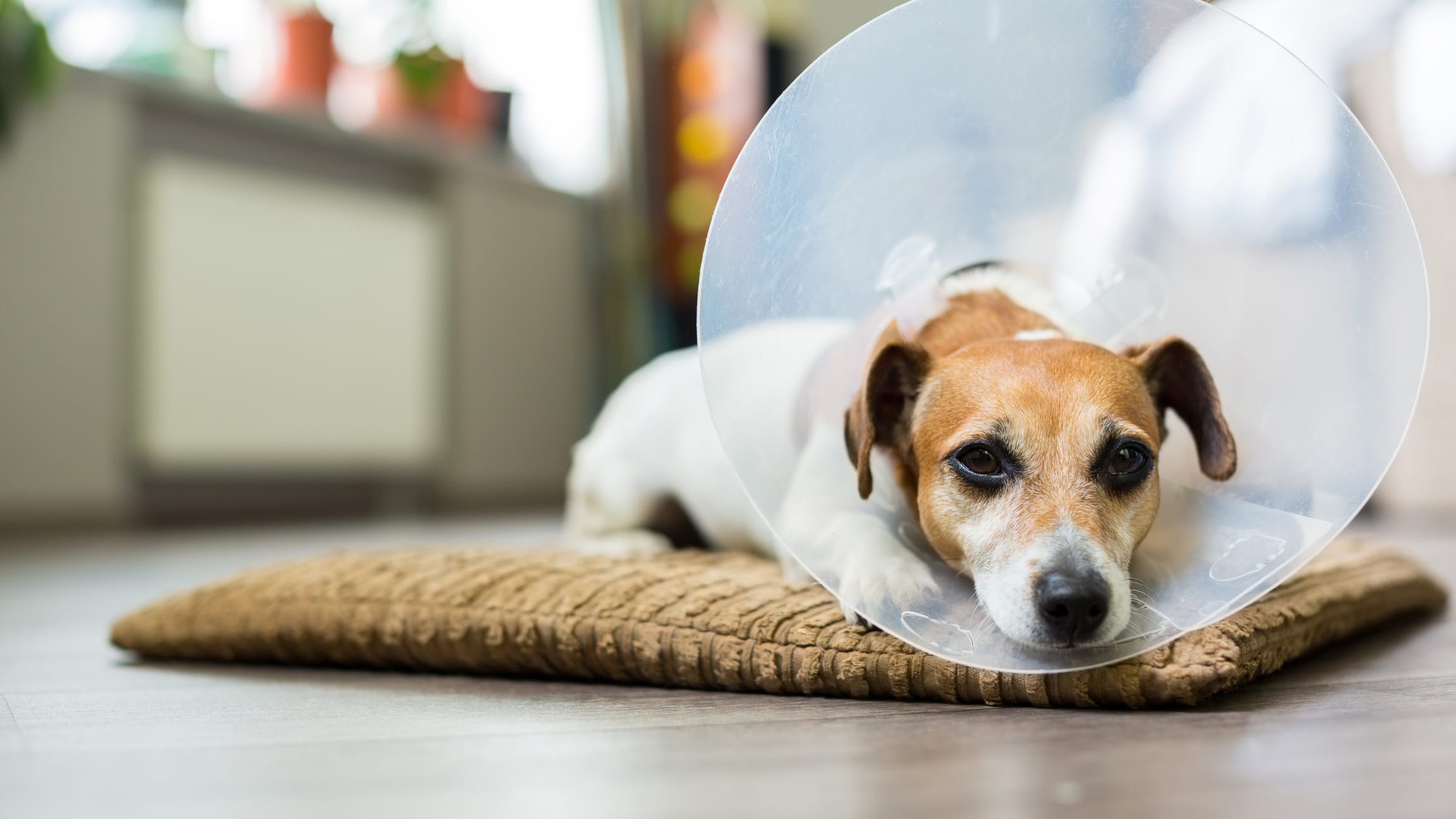 dog wearing cone