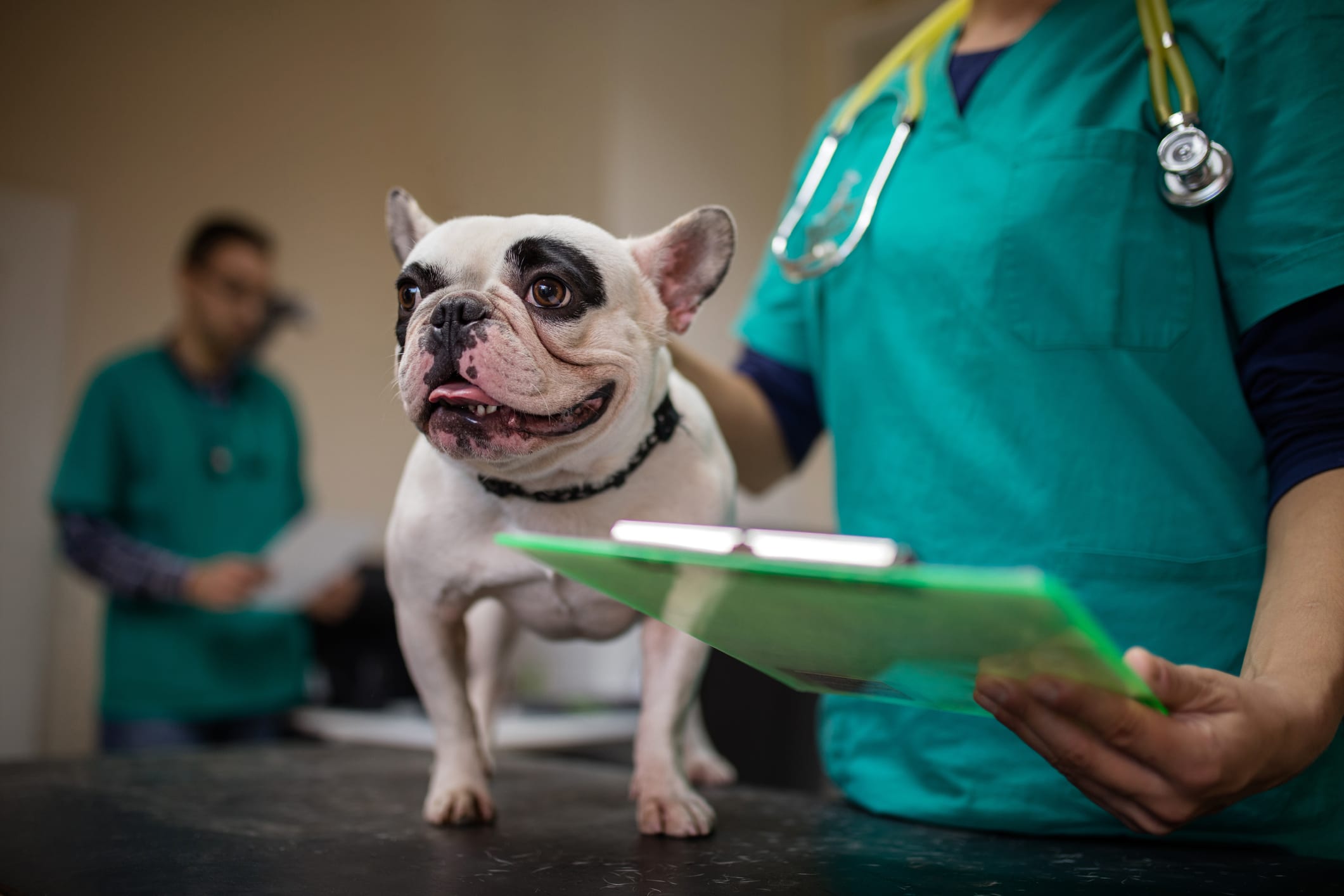dog with vet