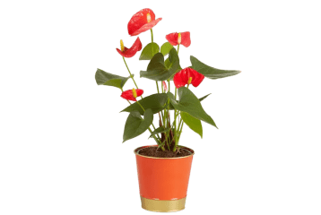 1-800-Flowers Promo Codes: 20% off w/ Coupons October 2022
