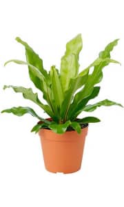 American Plant Exchange Japanese Birds Nest Fern Live Potted Plant. It's a savings of $4.