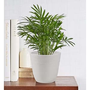 Plants at 1-800-Flowers: 20% off Plants at 1-800-Flowers: 20% off