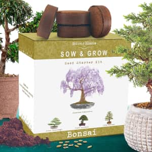 Nature's Blossom Bonsai Tree Kit for $15