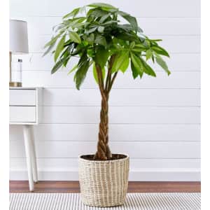 Plants at 1-800-Flowers: 20% off Plants at 1-800-Flowers: 20% off