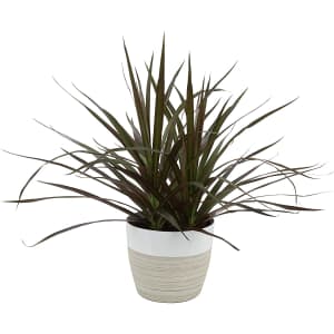American Plant Exchange Magenta Madagascar Dragon Tree Live Indoor Plant for $23 American Plant Exchange Magenta Madagascar Dragon Tree Live Indoor Plant for $23