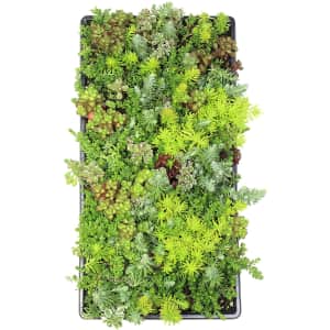 Plants for Pets Live Sedum Succulent Planter for $28 Plants for Pets Live Sedum Succulent Planter for $28
