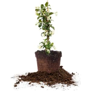 Perfect Plants Confederate Jasmine Live Plant for $15