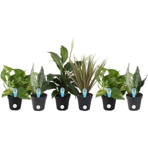 Costa Farms Clean Air Live House Plant Collection 6-Pack for $99 Costa Farms Clean Air Live House Plant Collection 6-Pack for $99
