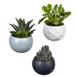 Real Simple Magnetic Succulent Trio for $35