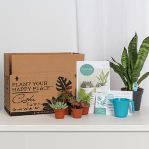 Costa Farms O2 For You Live Indoor Plant and Succulent-Cactus Mix Subscription Box for $24 for first box Costa Farms O2 For You Live Indoor Plant and Succulent-Cactus Mix Subscription Box for $24 for first box