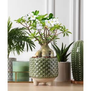 Live Houseplants and Accessories at Zulilly at Zulily: Up to 35% off