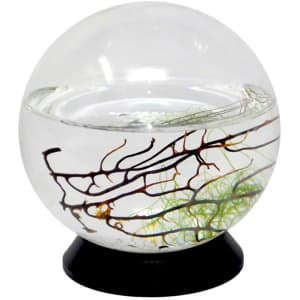 EcoSphere Closed Aquatic Ecosystem for $49 EcoSphere Closed Aquatic Ecosystem for $49