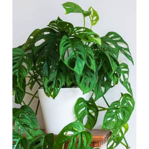Live Houseplants at Zulily: Up to 30% off Live Houseplants at Zulily: Up to 30% off