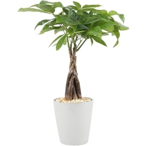 Costa Farms 16" Money Tree Pachira for $27 Costa Farms 16" Money Tree Pachira for $27