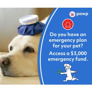 Pawp Pet Care: $3,000 Emergency Protection Plan for $19/mo. Pawp Pet Care: $3,000 Emergency Protection Plan for $19/mo.