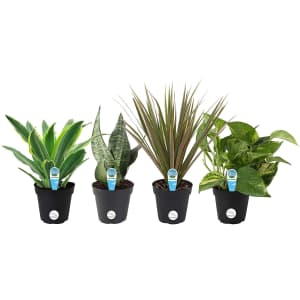 Costa Farms Clean Air Live House Plant Collection 4-Pack for $24 Costa Farms Clean Air Live House Plant Collection 4-Pack for $24