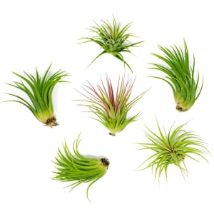 Plants for Pets Lowlight Air Plant 6-Pack for $14 Plants for Pets Lowlight Air Plant 6-Pack for $14