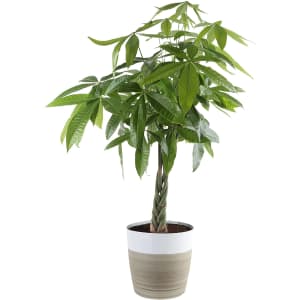 Costa Farms Live Plants at Amazon: Up to 35% off Costa Farms Live Plants at Amazon: Up to 35% off