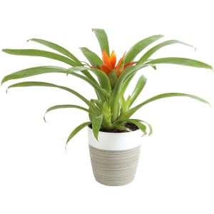 Costa Farms 12" Flowering Bromeliad for $19 Costa Farms 12" Flowering Bromeliad for $19