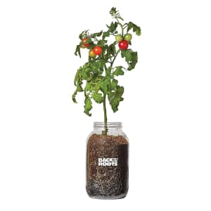 Back to the Roots Organic Tomato Grow Kit for $14 Back to the Roots Organic Tomato Grow Kit for $14