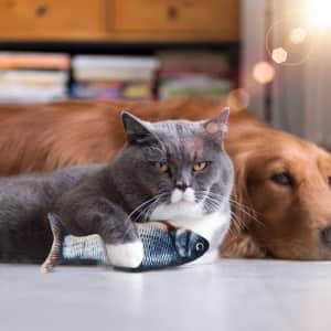 Beewarm Flopping Fish Cat Toy for $7 Beewarm Flopping Fish Cat Toy for $7