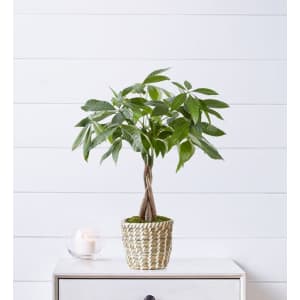 Money Tree Potted Plant from $42
