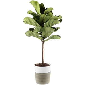 Costa Farms Live Plants Mother's Day Deals at Amazon: Up to 40% off Costa Farms Live Plants Mother's Day Deals at Amazon: Up to 40% off