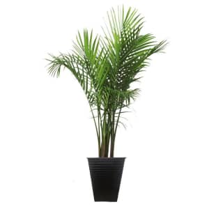 Costa Farms 40" Palm Tree w/ Planter for $47 Costa Farms 40" Palm Tree w/ Planter for $47