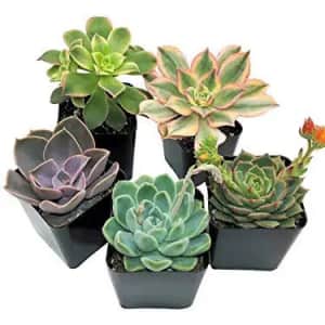 Succulent Plants 5-Pack for $14