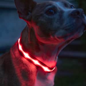 Blazin' Rechargeable LED Dog Collar for $23... or less