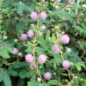 Mimosa Pudica Seed 50-Pack: 2 for $4.48 in cart