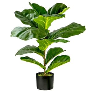 30" Fiddle Leaf Fig Bush in Pot for $39 30" Fiddle Leaf Fig Bush in Pot for $39