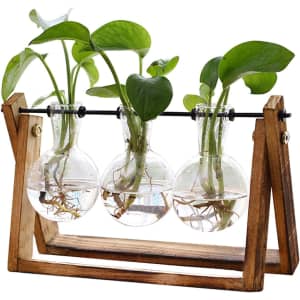XXXFlower Bulb Vase Plant Terrarium Set for $19 XXXFlower Bulb Vase Plant Terrarium Set for $19