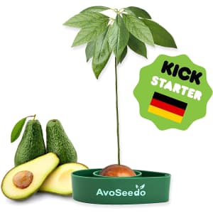 AvoSeedo Avocado Tree Growing Kit for $10