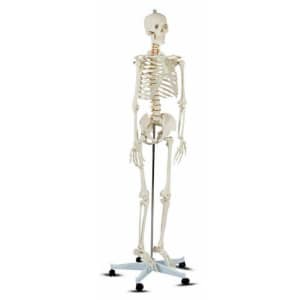Costway Life-Size Human Anatomy Skeleton Model for $118