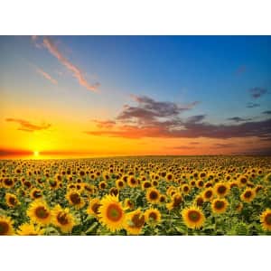 SweatDance Sunflowers in The Field 500-Piece Jigsaw Puzzle for $7 SweatDance Sunflowers in The Field 500-Piece Jigsaw Puzzle for $7