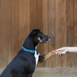 Petco Training Classes: $25 off Petco Training Classes: $25 off