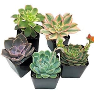 Succulent Plants 5-Pack for $14 Succulent Plants 5-Pack for $14