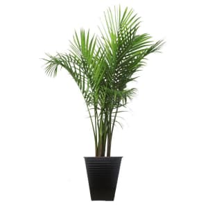 Costa Farms 40" Majesty Palm Tree for $40 Costa Farms 40" Majesty Palm Tree for $40