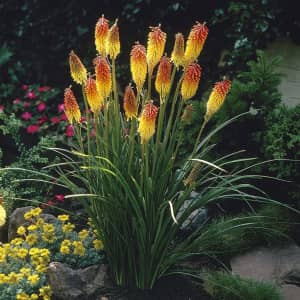 Kniphofia Red Hot Poker Flower Bulb 5-Pack for $9 Kniphofia Red Hot Poker Flower Bulb 5-Pack for $9