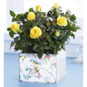 Plant Gifts at 1-800-Flowers: from $30 Plant Gifts at 1-800-Flowers: from $30