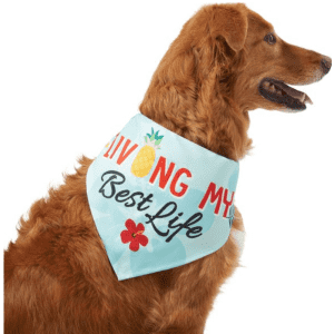 Spring and Summer Apparel at Chewy: Up to 50% off Spring and Summer Apparel at Chewy: Up to 50% off