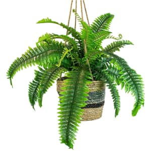 LCG Sales 30" Artificial Boston Fern in Hanging Handwoven Basket for $36 LCG Sales 30" Artificial Boston Fern in Hanging Handwoven Basket for $36