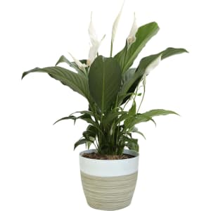 Costa Farms 15" Spathiphyllum Peace Lily Live Indoor Plant for $24