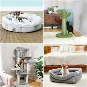 Cat Trees, Beds & Furniture Deals at Chewy: Extra 20% to 50% off at checkout