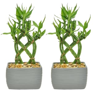 Costa Farms 7" Bamboo Plant 2-Pack for $38