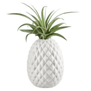 Southern Living Pineapple Tillandisia Air Plant for $30
